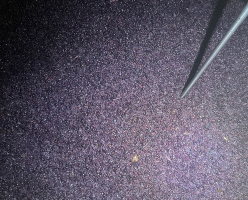 Longue macération des Syrah 2026